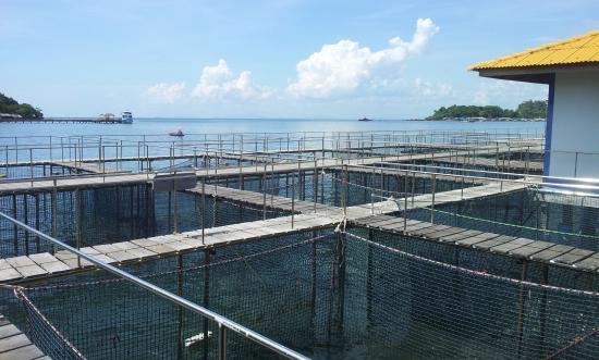 Sea Farming Demonstration Unit