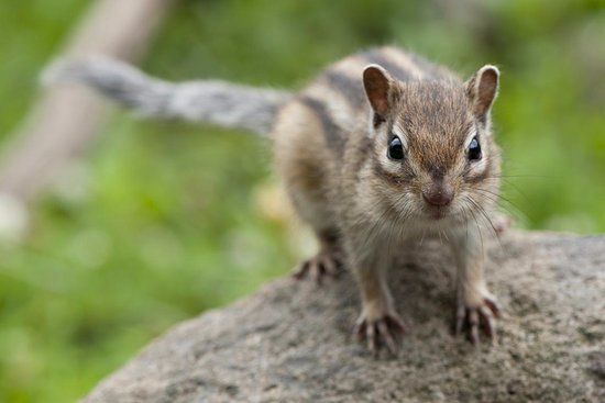 Okhotsk Chipmunk Park