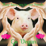 Pizzeria Di Gattone Sergio