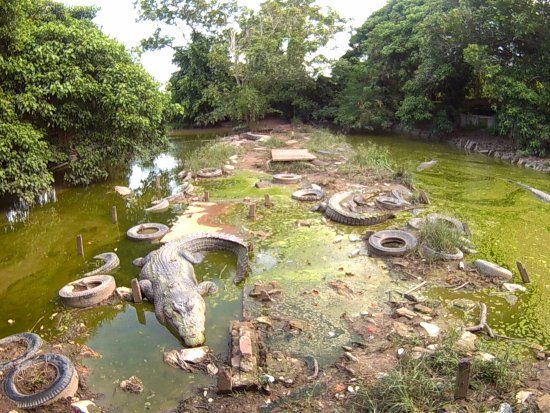 Teritip Crocodile Farm