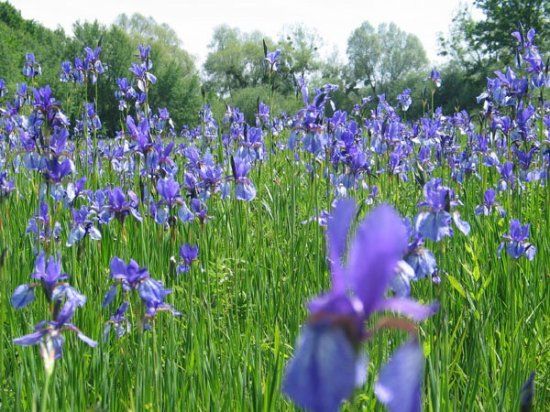 Eriskircher Ried Naturschutzgebiet