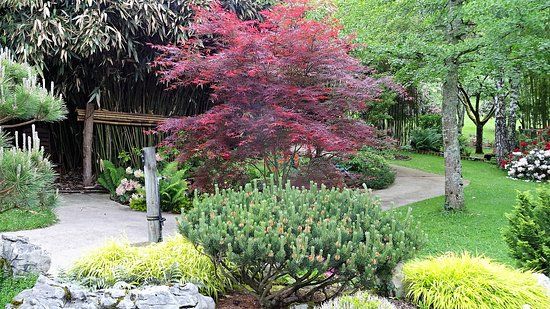 Jardins aquatiques d'Acorus