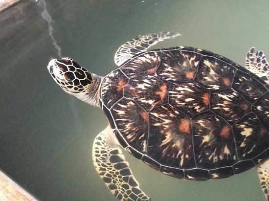 Victor Hasselblad Sea Turtle Research & Conservation Center