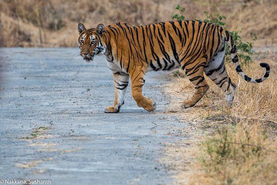 Tipeshwar Wildlife Sanctuary