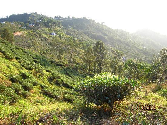 Castleton Tea Estate