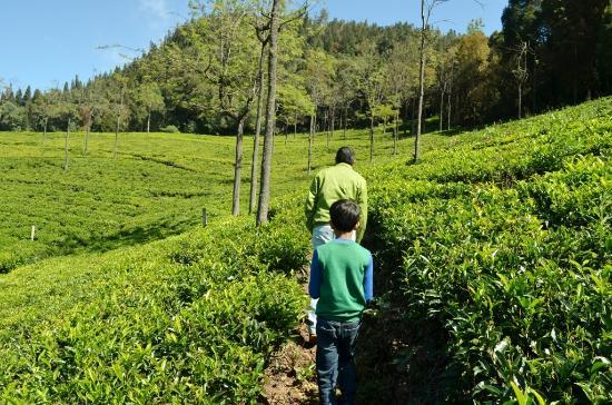 Tranquilitea Gourmet Nilgiri Teas