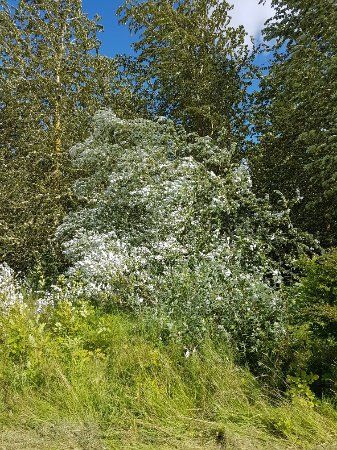 Coatham Woods