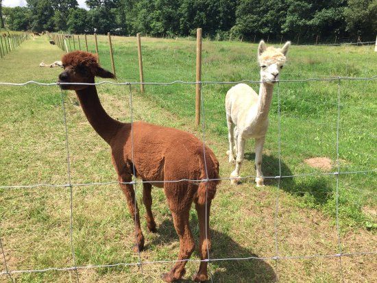 Alpacas de la Tierruca