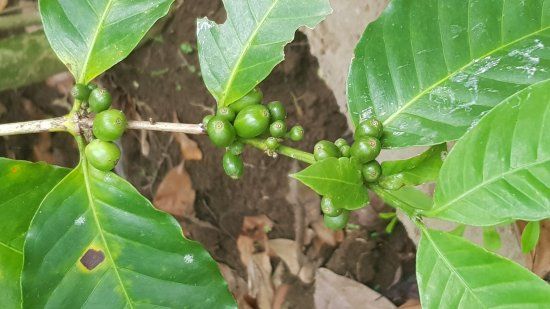 Wedang Sari Coffee Plantation