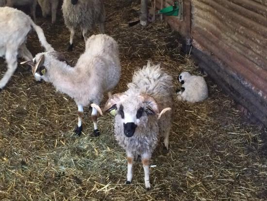 La Chevrerie du Bois d'Amon