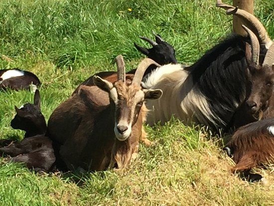 Whisby Garden Centre