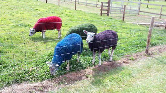 Little Owl Farm Park