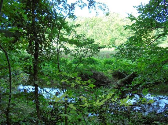 Brockadale Nature Reserve