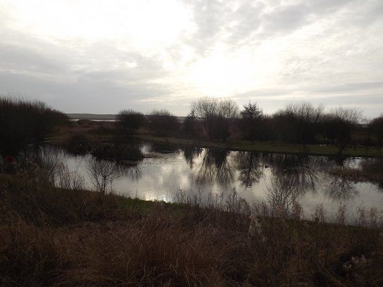Marsh Water Ponds
