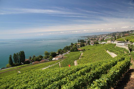 Lavaux Vignoble en Terrasses