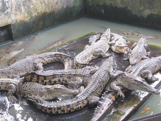 Asam Kumbang Crocodile Farm