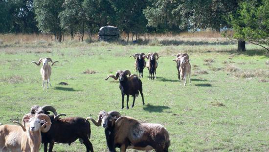 Von Netzer Ranch
