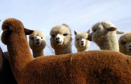 Long Acres Alpaca Farm