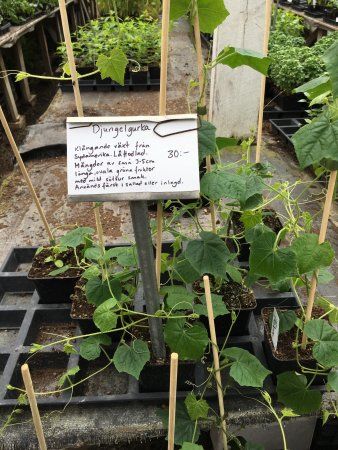 Aberg Tradgard & Cafe