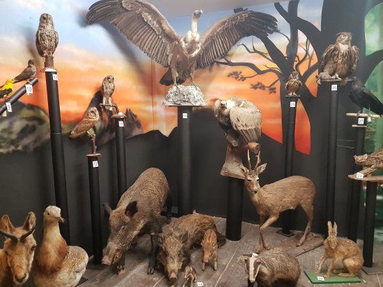Museo Hontza