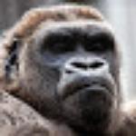 Ottie's Central Grill