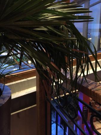 Finca und Bar Celona