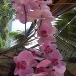 Chester's Fried Chicken