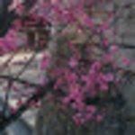 Wan Hong Sliced Noodle