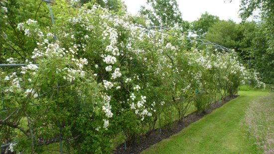 Dutton Hall Gardens