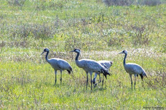 Andalucia Nature Trips