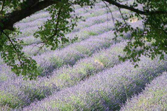 L'Essentiel De Lavande