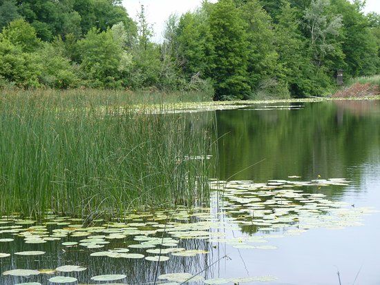 Etang de Crosagny
