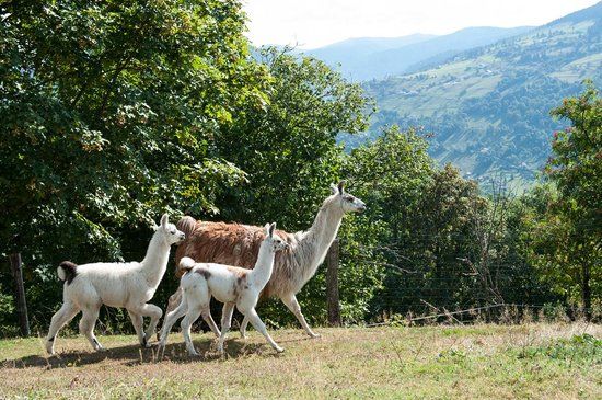 La montagne des Lamas