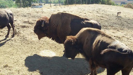 La Ferme Aux Bisons