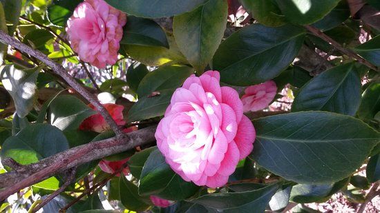 Parc Floral des Camélias de la Prairie