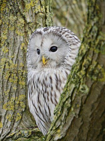 Shropshire Falconry Ltd