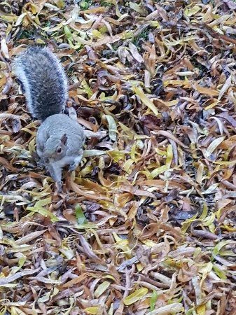 ラスキン・パーク