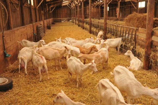 Chevrerie-Fromagerie Lefort