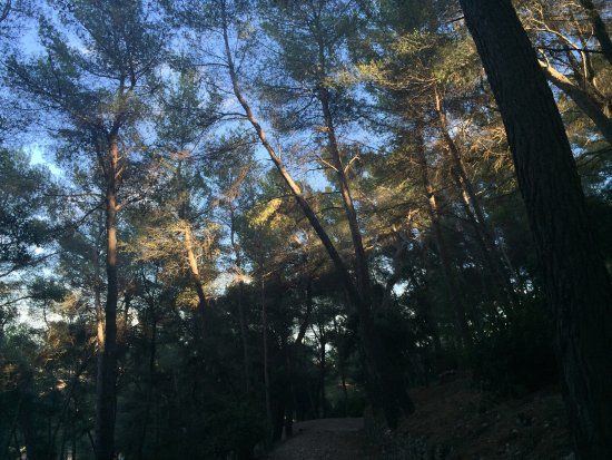 Forêt des Pugets