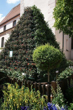 Fuchsienrundgang