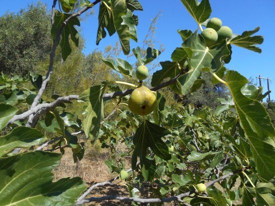Jardin Botanique Fruitier