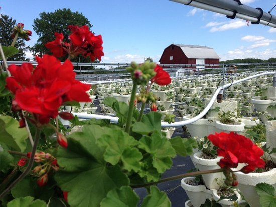 Strawberry Fields Hydroponic Farm