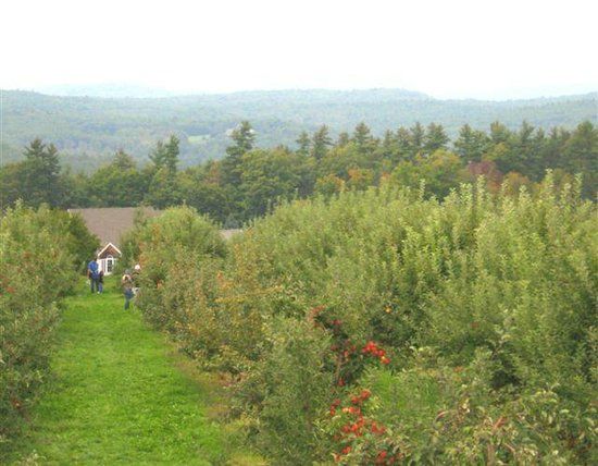 Carter Hill Orchard