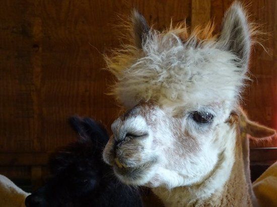 Gibraltar Bay Alpaca Farm