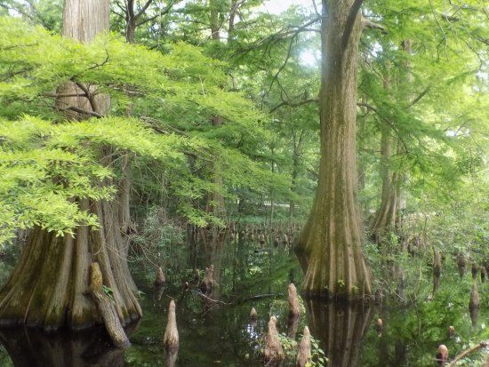 Greenville Cypress Preserve