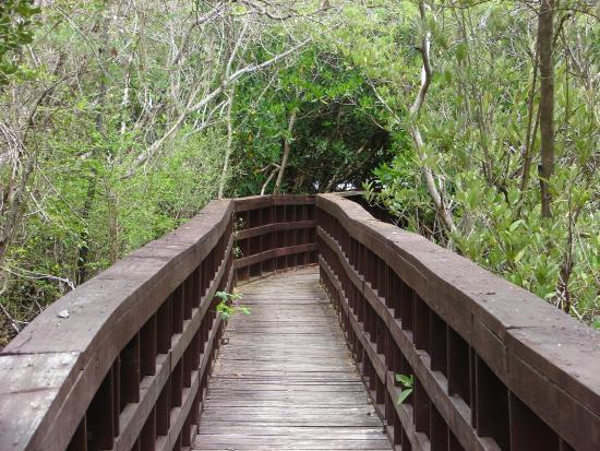 La Gran Ceiba de Vieques