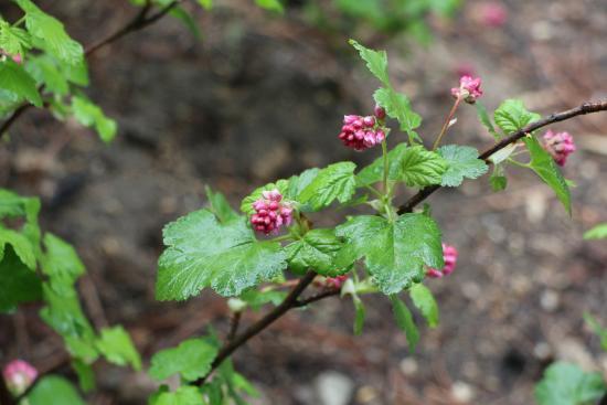 Heaps Peak Arboretum