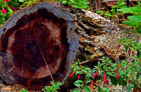 Parc Floral Jean-Pierre Lanson