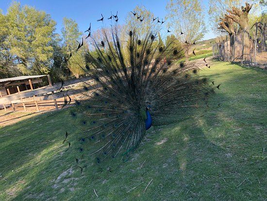 Le Mas de la Gallinière