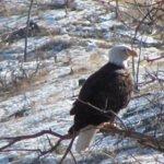 Cascadian Coffee Company